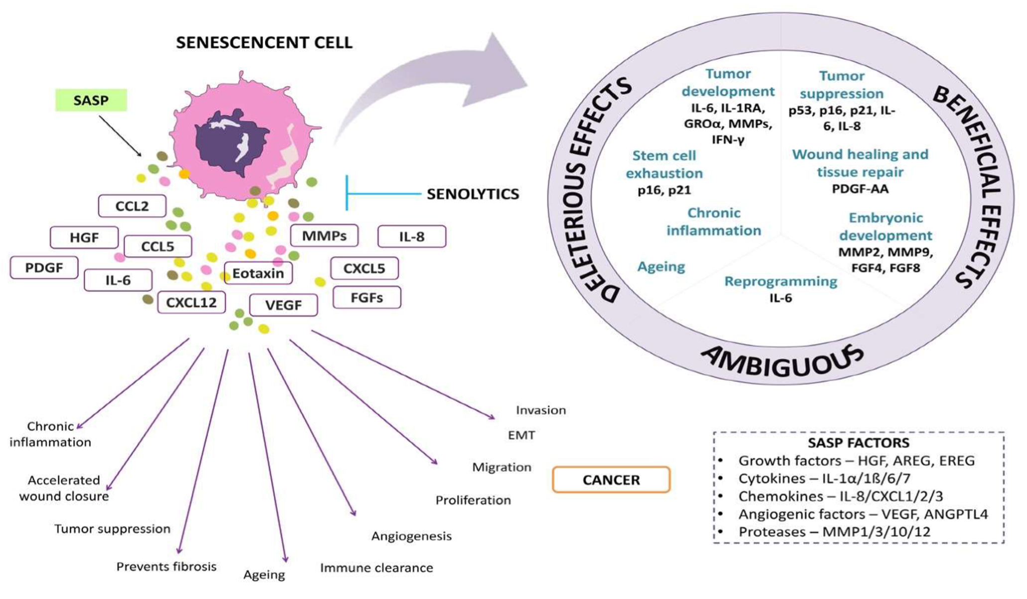 Senescencent-cell