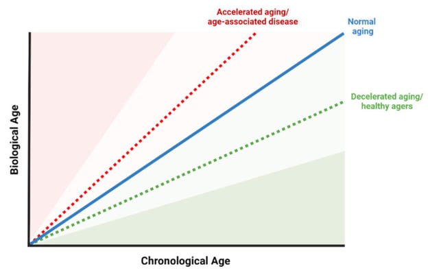 senotherapy-aad-graph